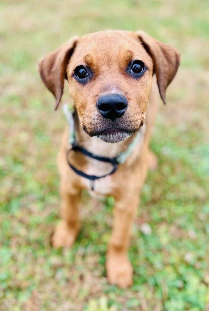Enlarge Madrina   (Mafia litter), a Adoptable mixed breed in Suamico, WI image 2/2