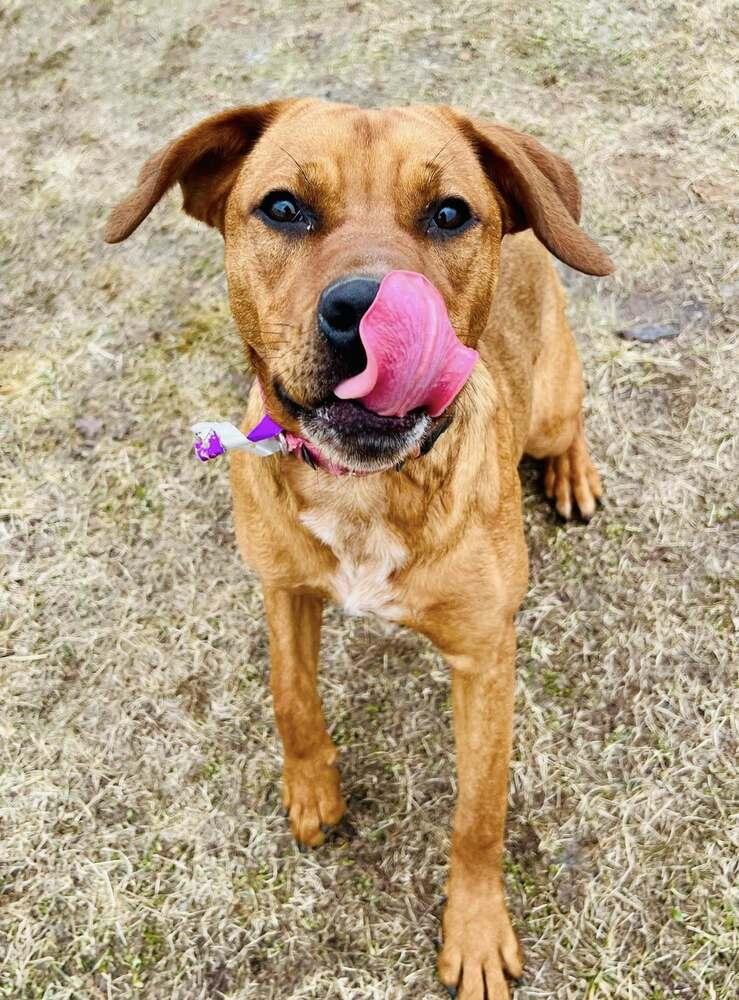 Enlarge Madrina   (Mafia litter), a Adoptable mixed breed in Suamico, WI image 5/5