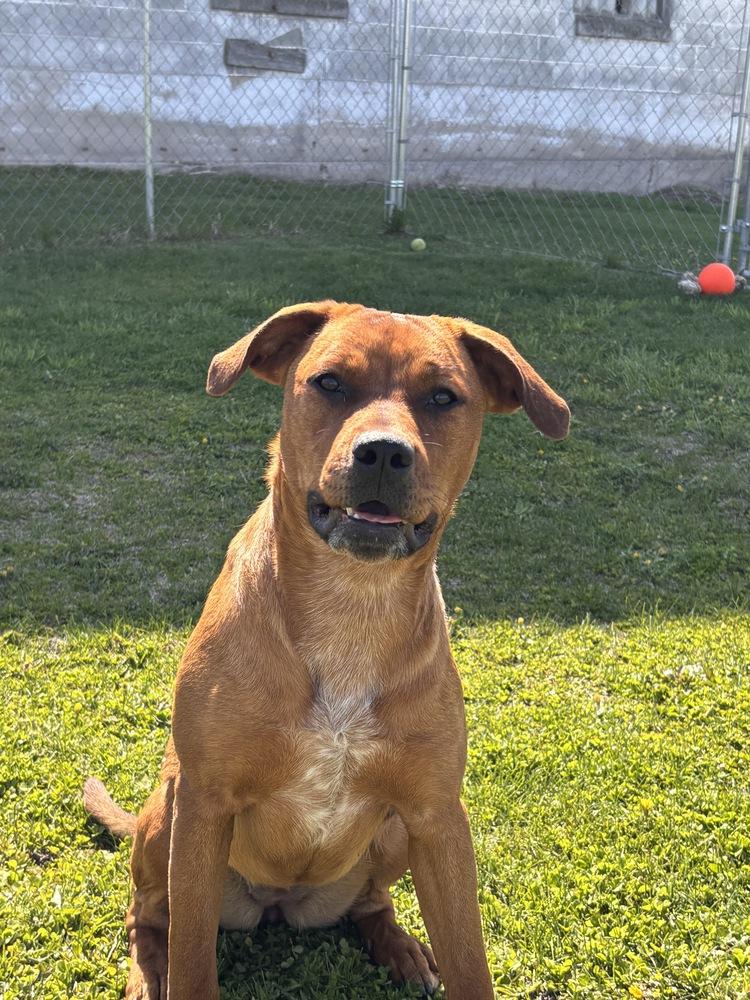 Madrina (Mafia litter), a Adoptable mixed breed in Suamico, WI image 6/6