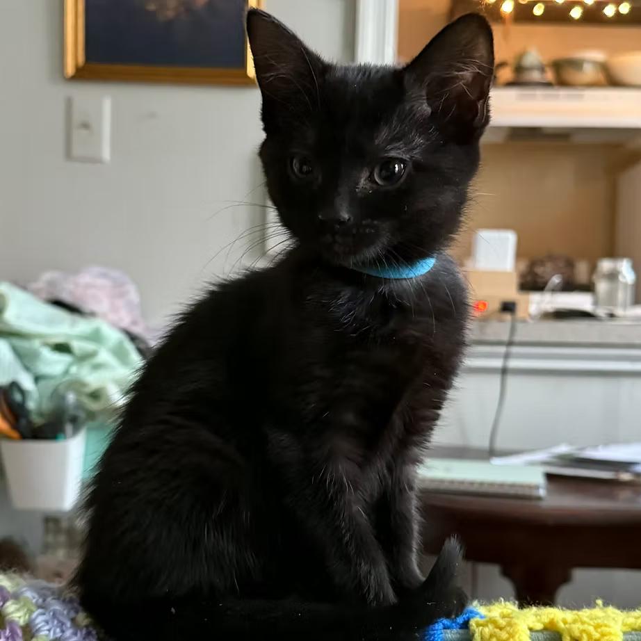 Enlarge Cocoa Puffs , a Adoptable Domestic Short Hair in Richmond, VA image 1/1
