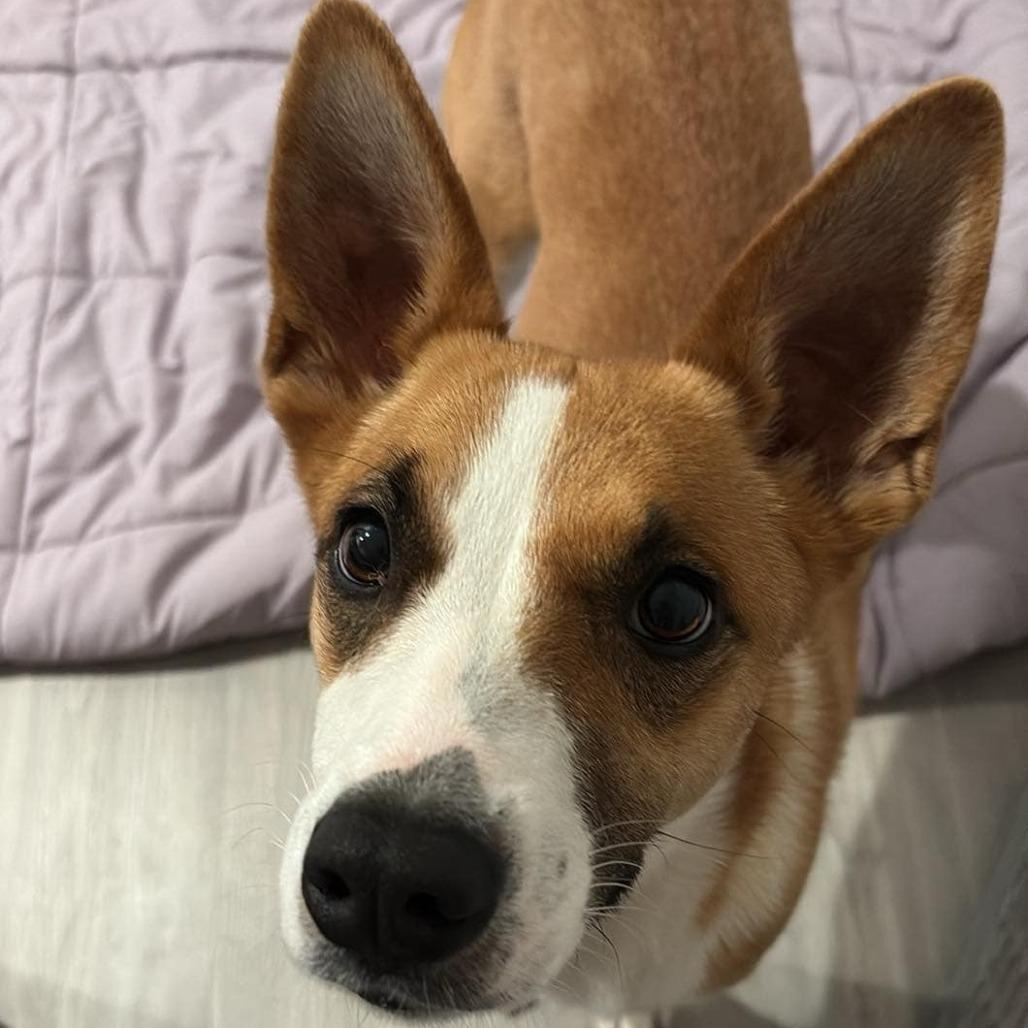 Chai EB, an adoptable Basenji, Shepherd in Von Ormy, TX, 78073 | Photo Image 2