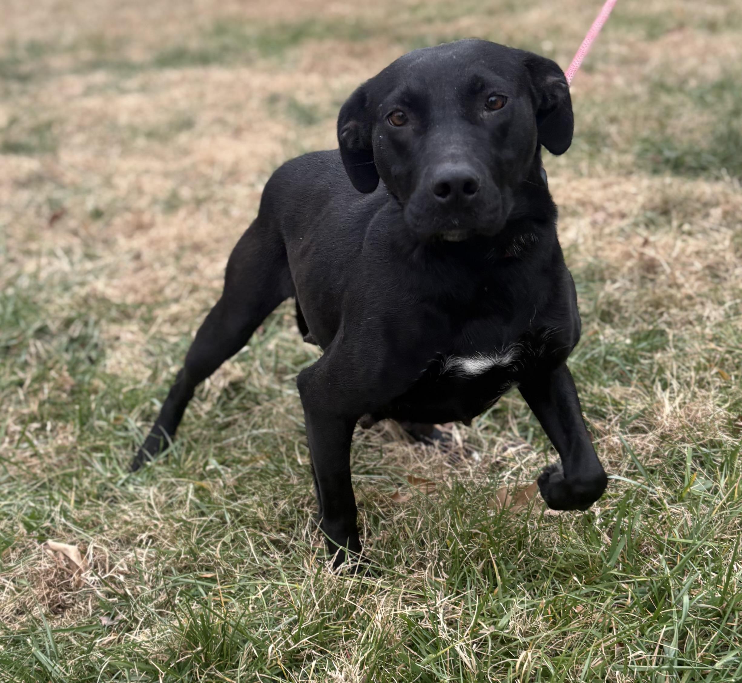 Enlarge Baby Girl, a Adoptable mixed breed in Louisa, VA image 1/4