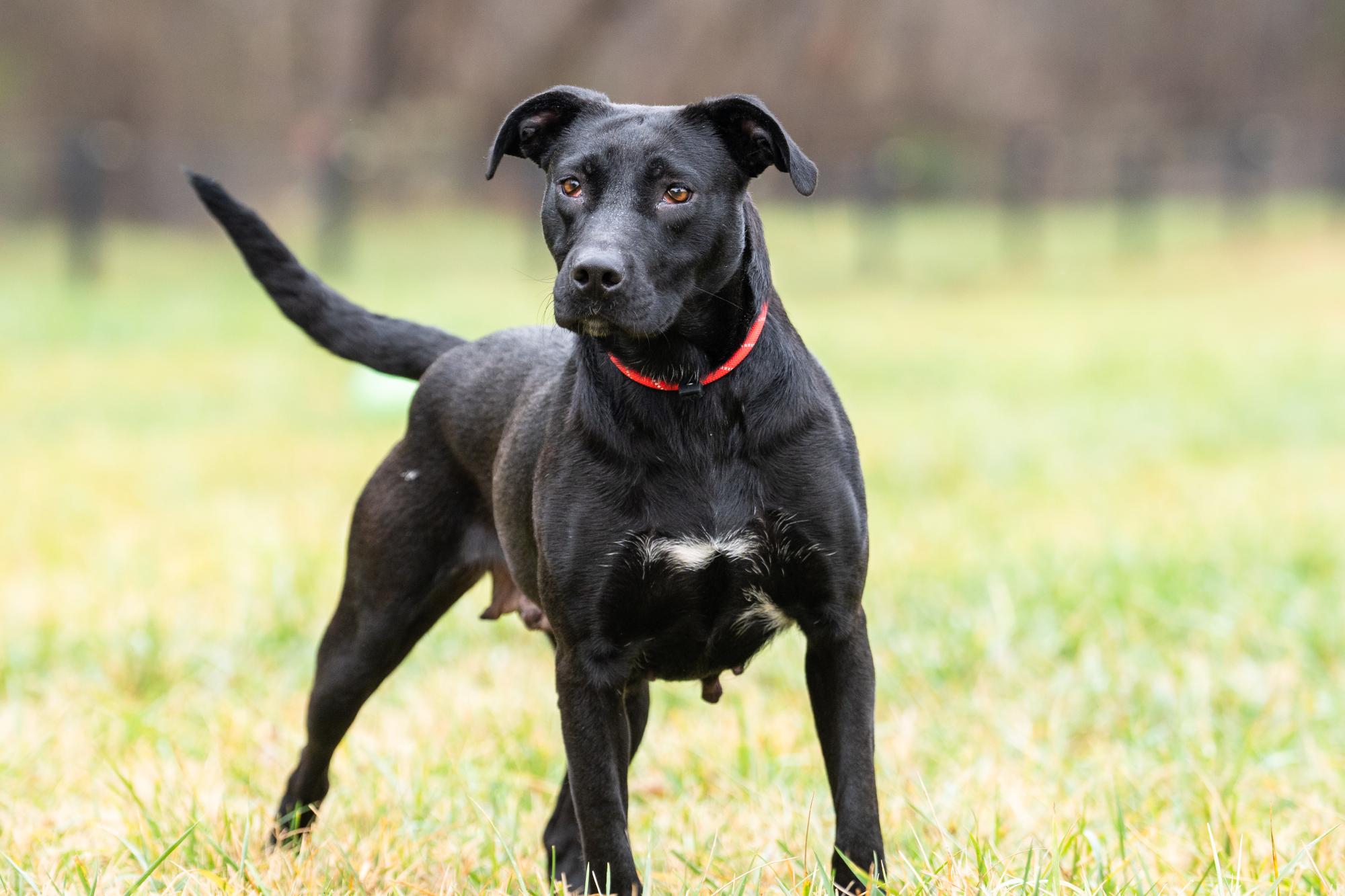 Enlarge Baby Girl, a Adoptable mixed breed in Louisa, VA image 4/4