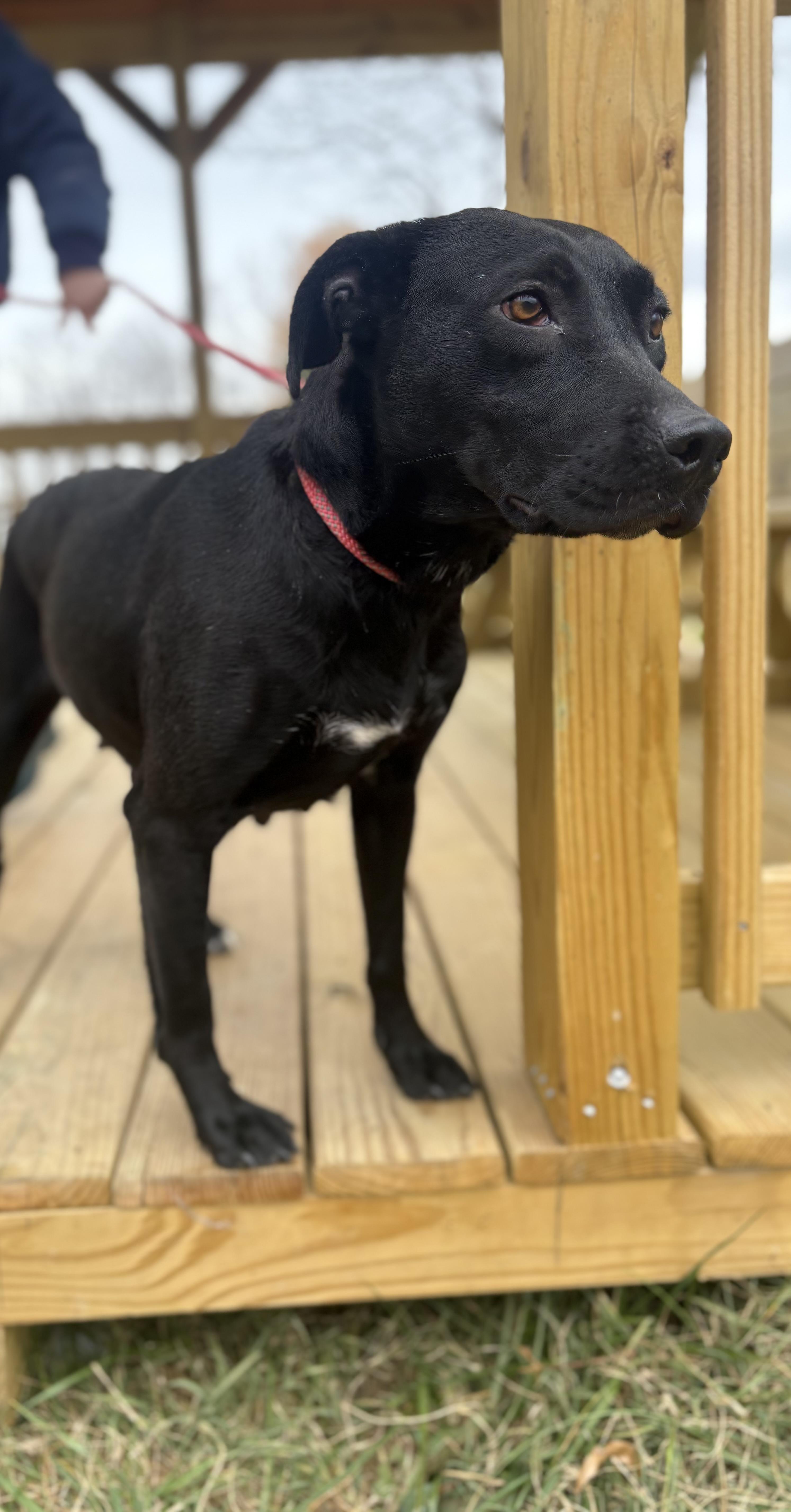 Enlarge Baby Girl, a Adoptable mixed breed in Louisa, VA image 2/4