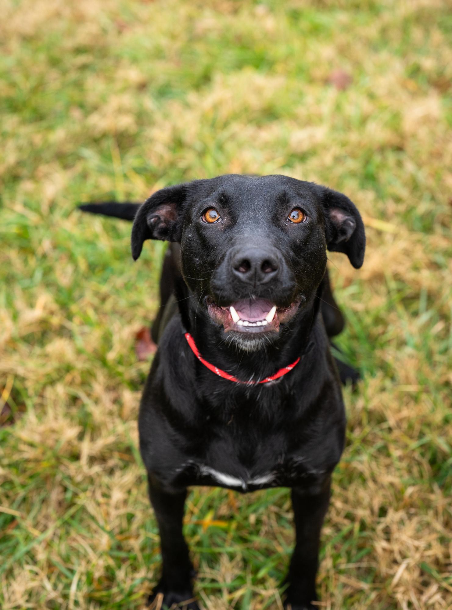 Baby Girl, Adoptable, Adult Female Pit Bull Terrier & Black Labrador Retriever.