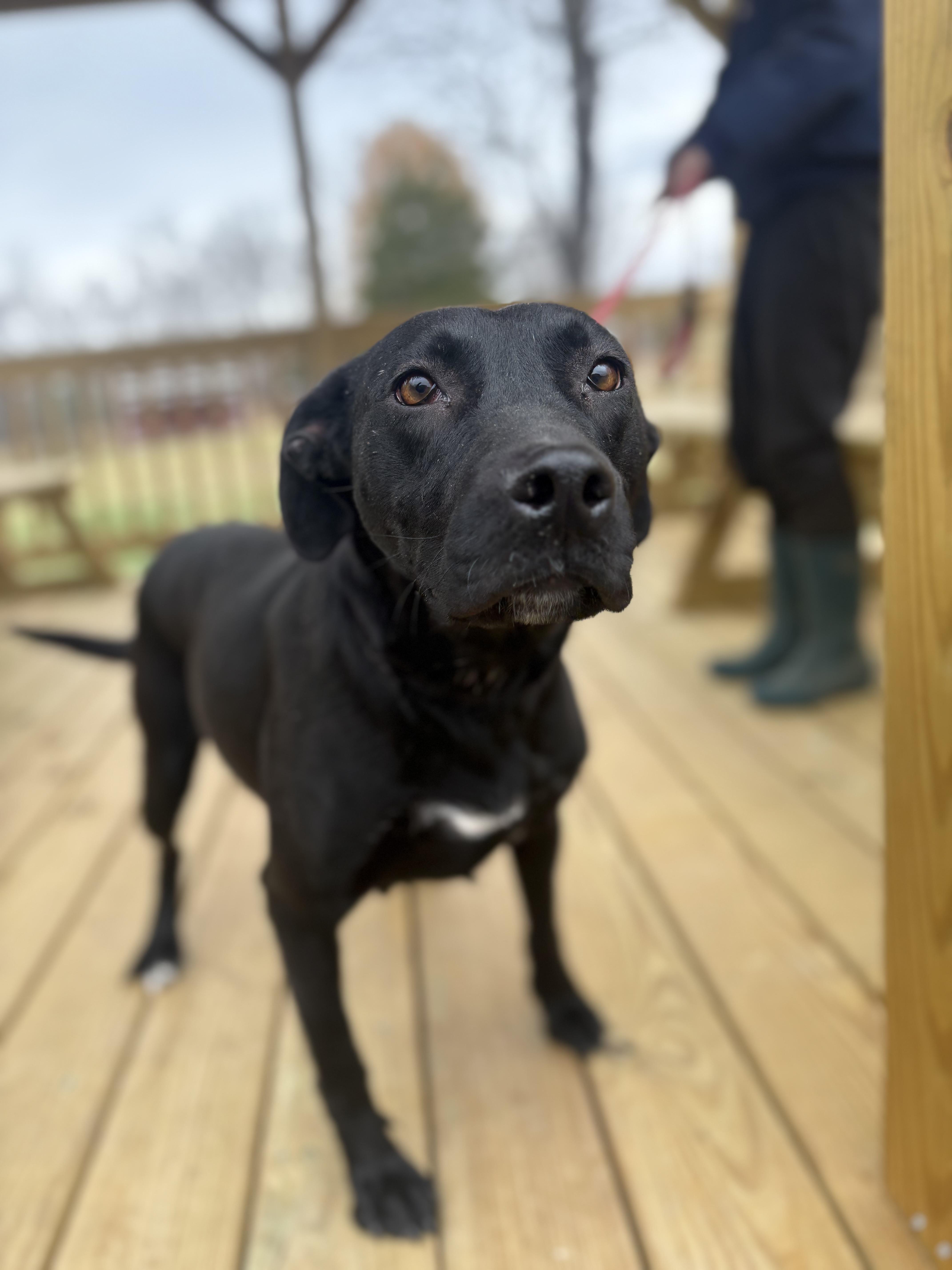 Enlarge Baby Girl, a Adoptable mixed breed in Louisa, VA image 3/4