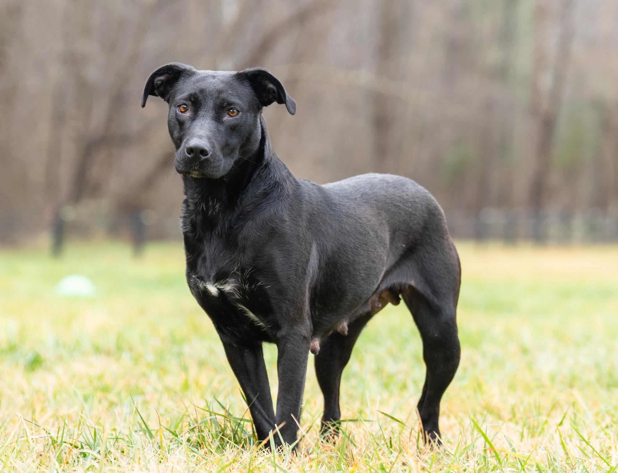 Enlarge Baby Girl, a Adoptable mixed breed in Louisa, VA image 2/4