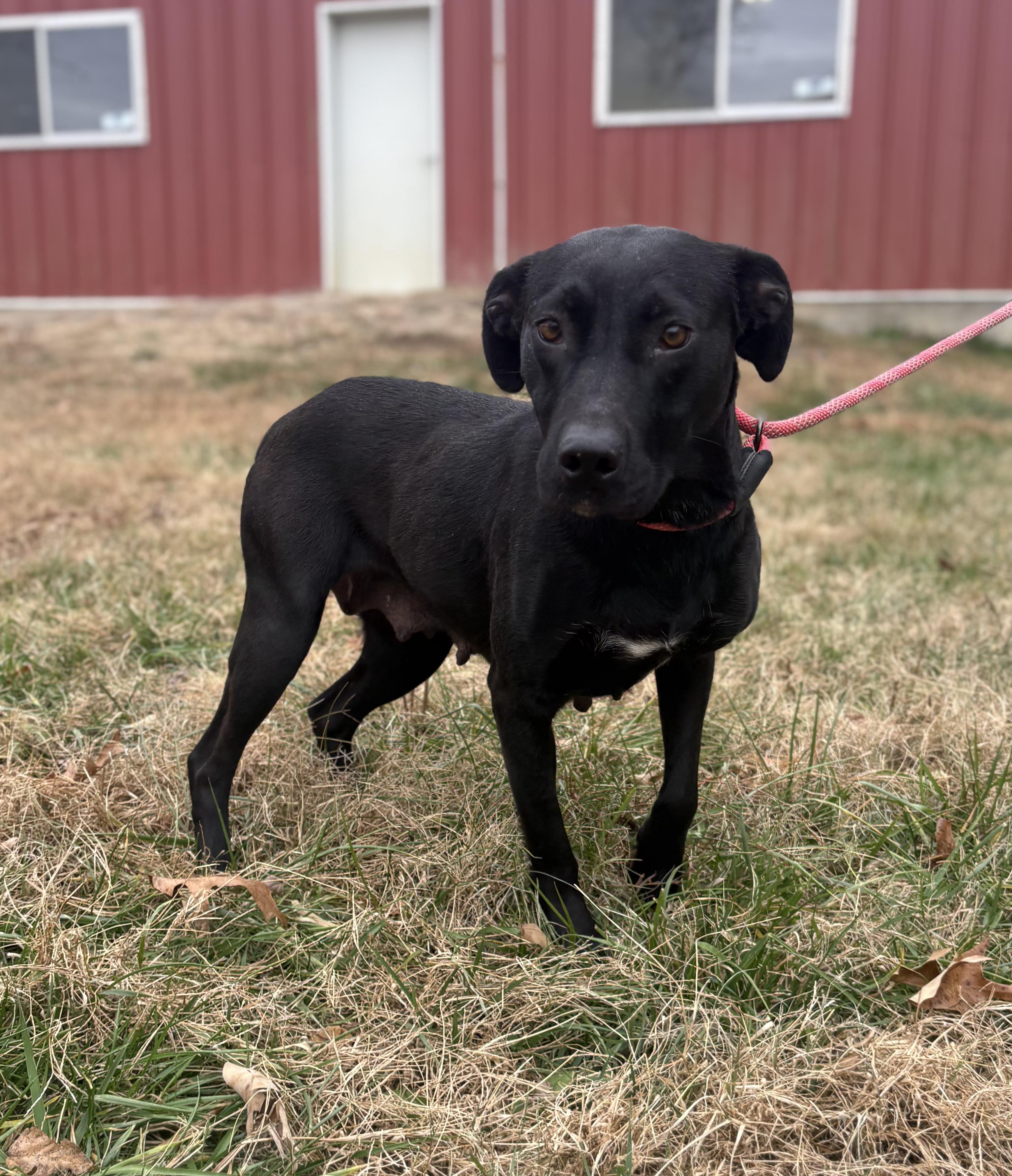 Enlarge Baby Girl, a Adoptable mixed breed in Louisa, VA image 4/4