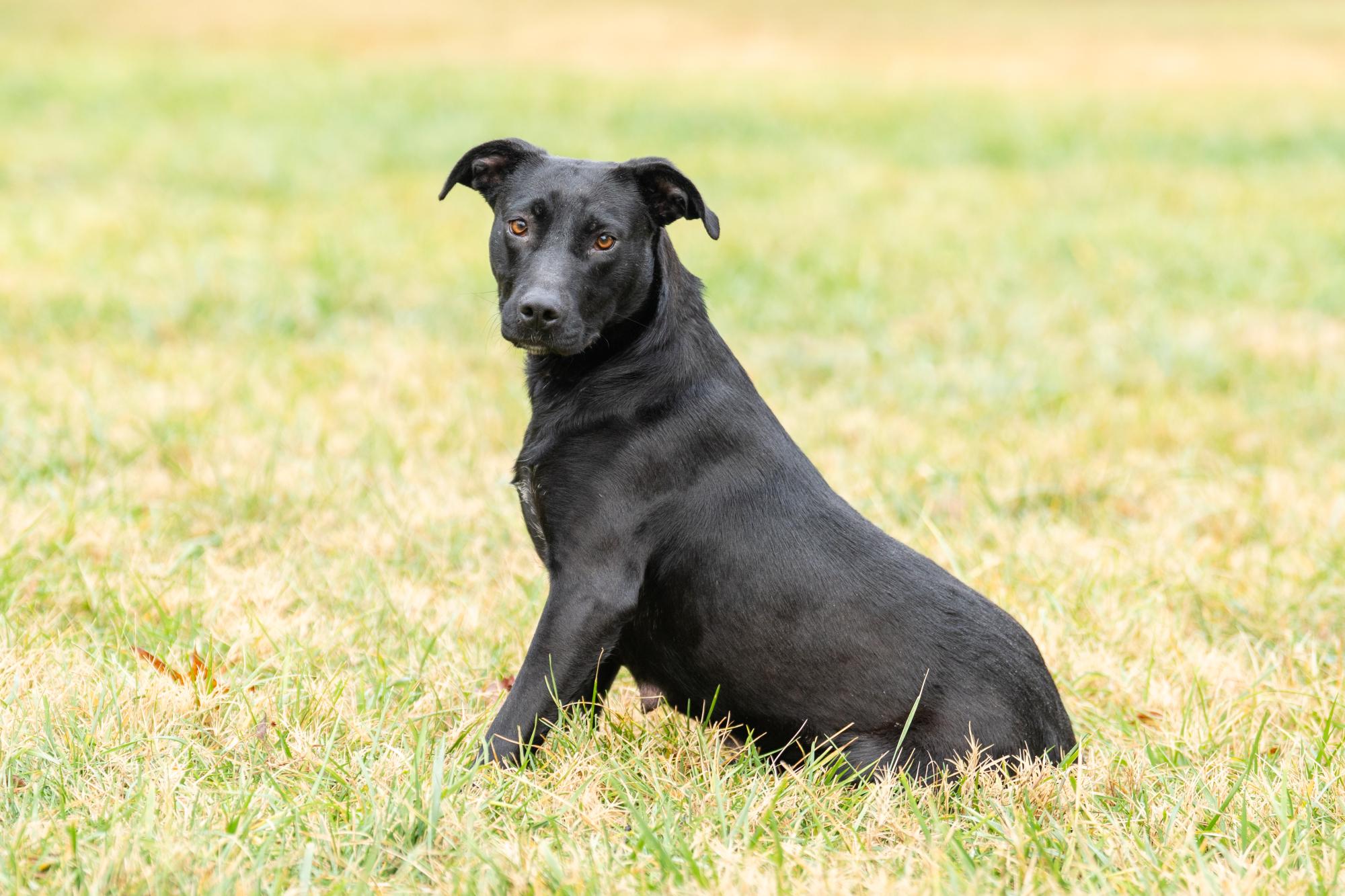 Enlarge Baby Girl, a Adoptable mixed breed in Louisa, VA image 3/4