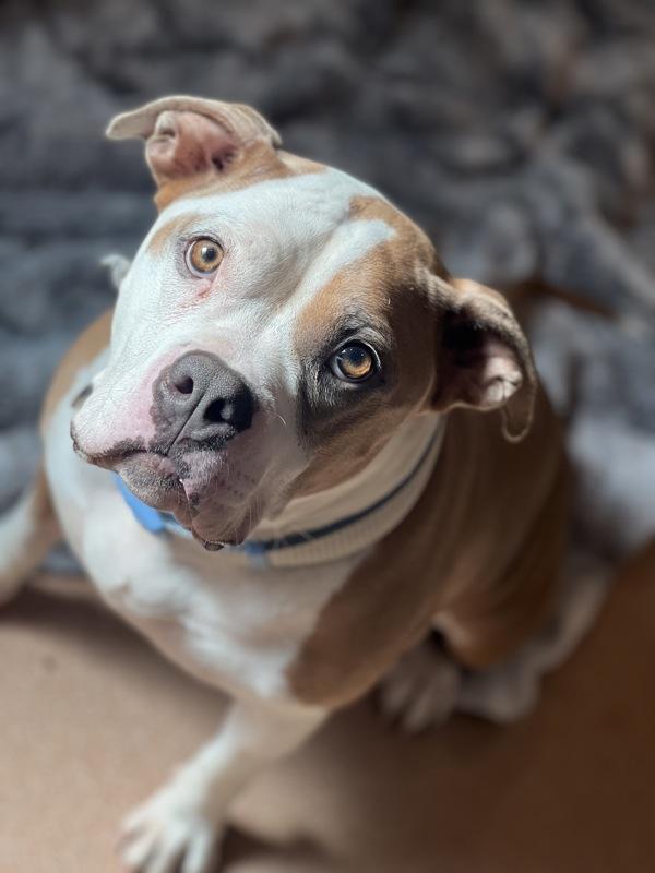 Glinda, a Adoptable mixed breed in Santa Rosa, CA image 3/6