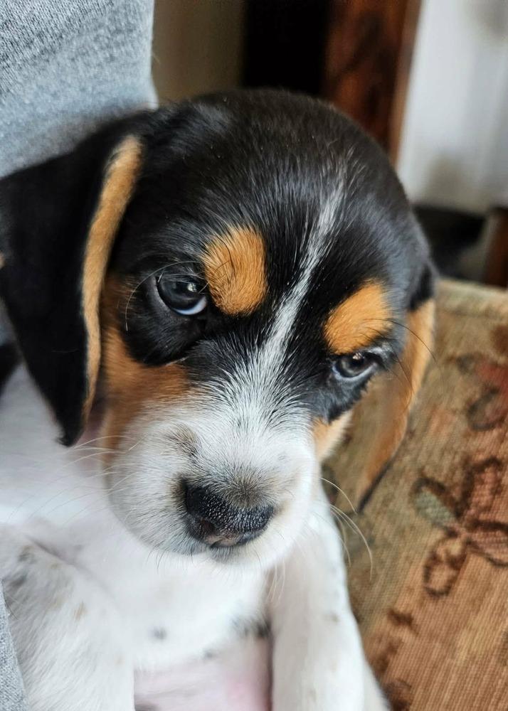 Enlarge Ali Mia - adoption pending, a Adoptable mixed breed in Shawnee Mission, KS image 1/1