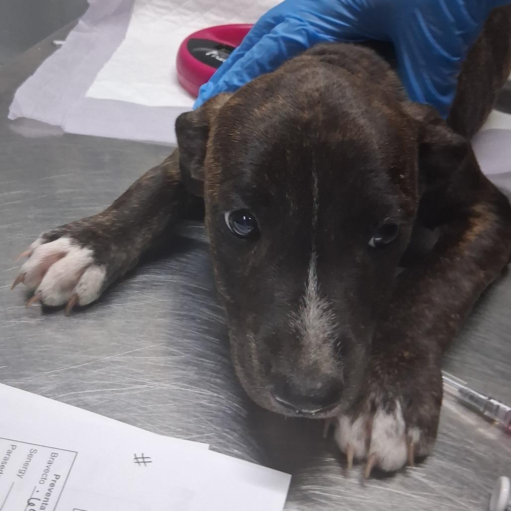 Honda, Adoptable, Puppy Female Mixed Breed.