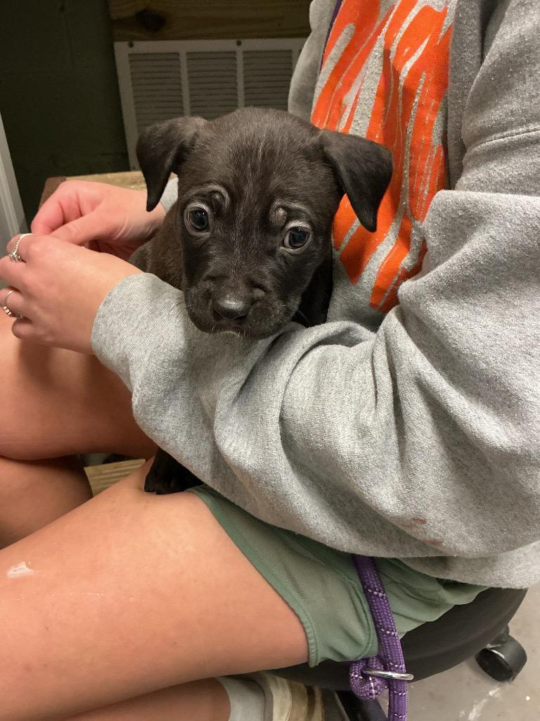 Edward, Adoptable, Puppy Male Mixed Breed.