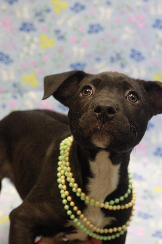 Edward, Adoptable, Puppy Male Pit Bull Terrier & Mixed Breed.