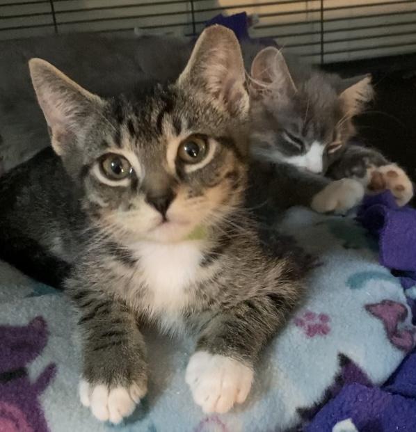 Whiskey, a ADOPTABLE Domestic Short Hair in Charlotte, NC image 1/3