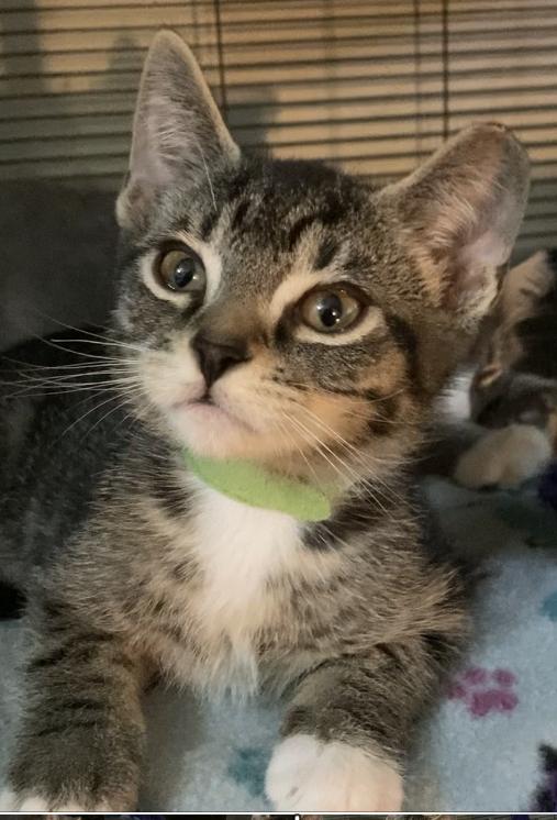 Whiskey, a ADOPTABLE Domestic Short Hair in Charlotte, NC image 2/3