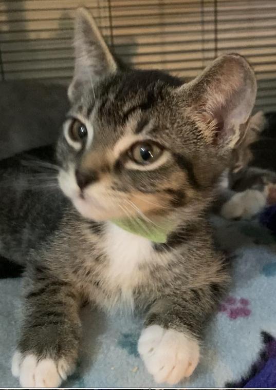 Whiskey, a ADOPTABLE Domestic Short Hair in Charlotte, NC image 3/3