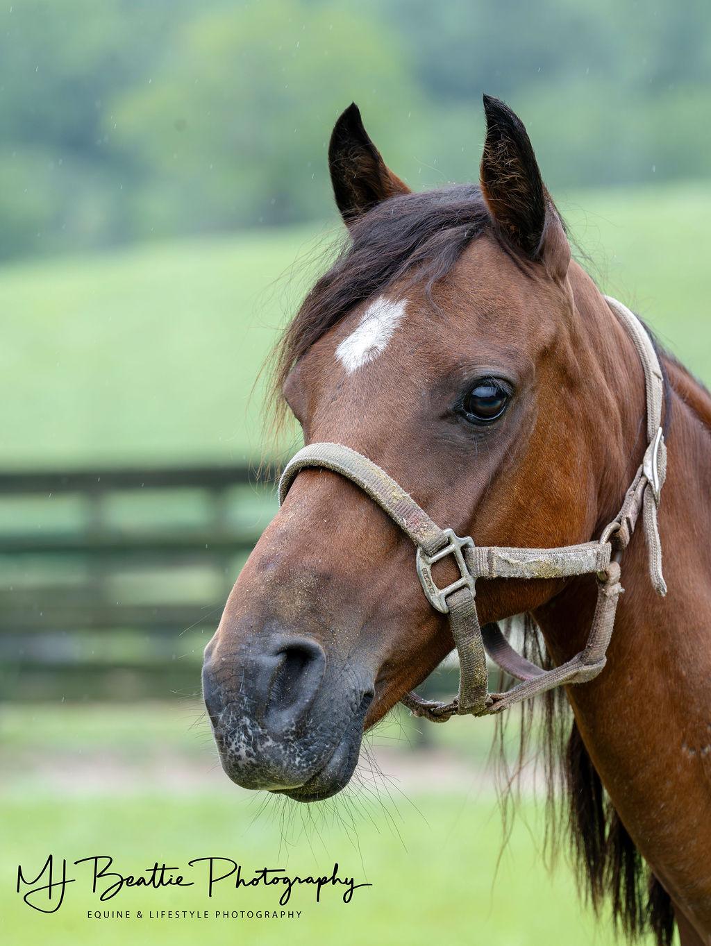 Enlarge Willow, a Adoptable Pony in Aiken, SC image 1/1