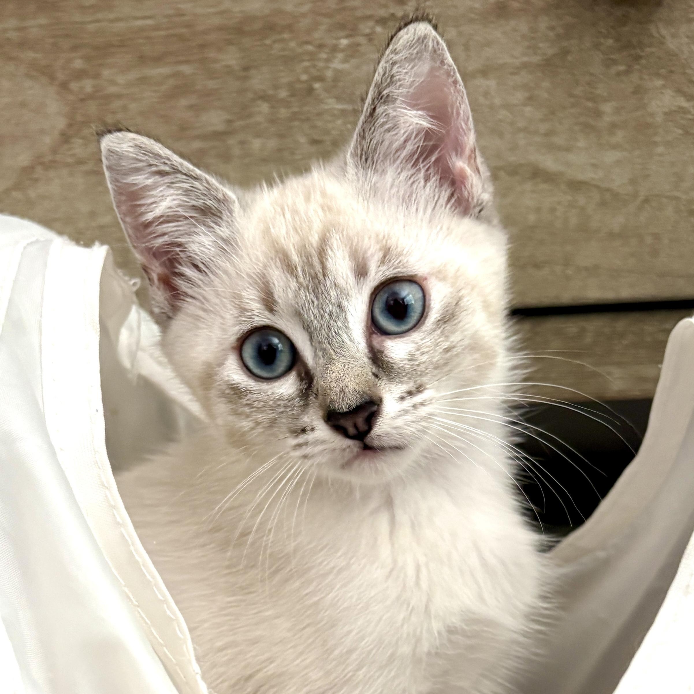 Prince Phillip, adopted, Kitten Male Siamese.