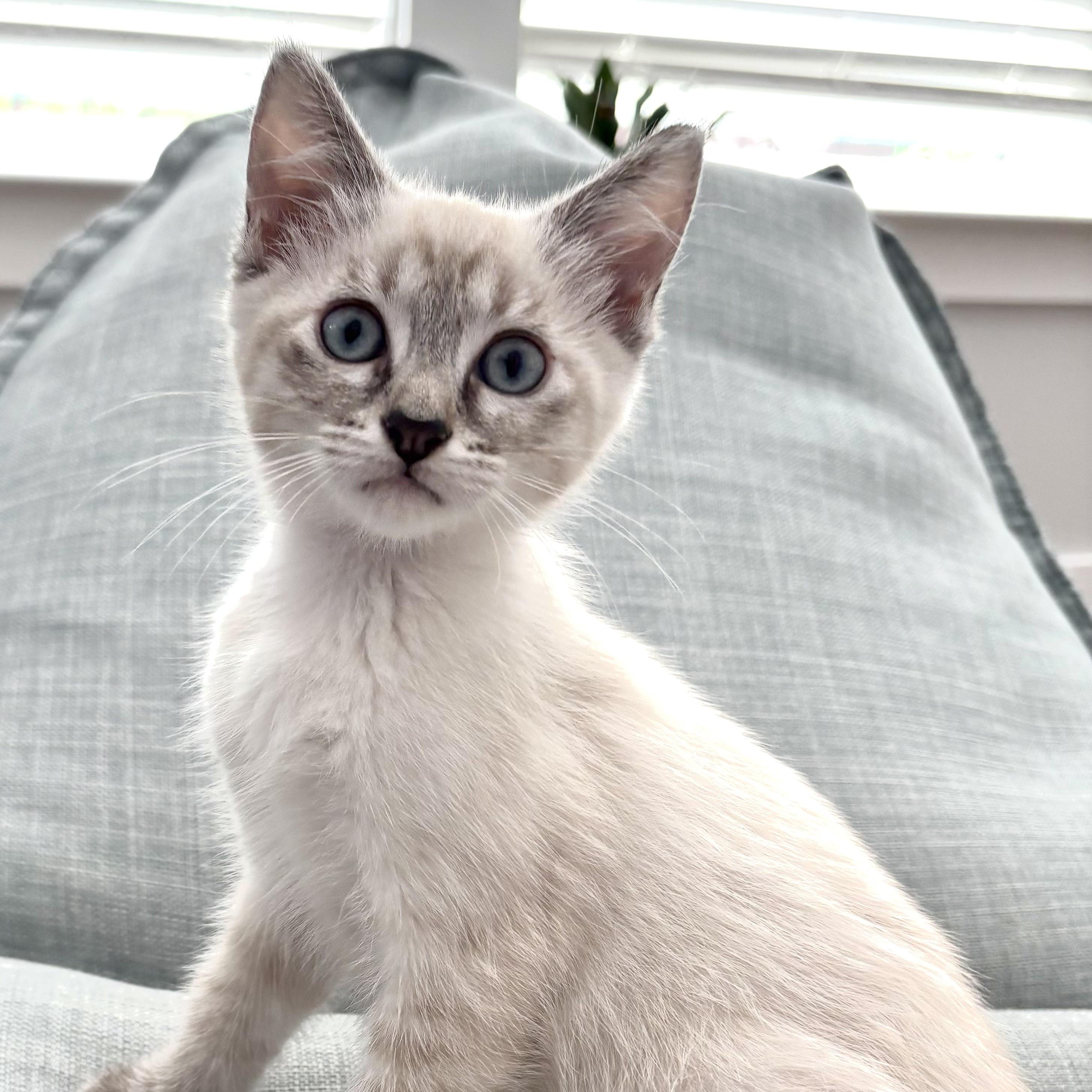 Prince Phillip, an adopted Siamese in Beaufort, SC image 2/6