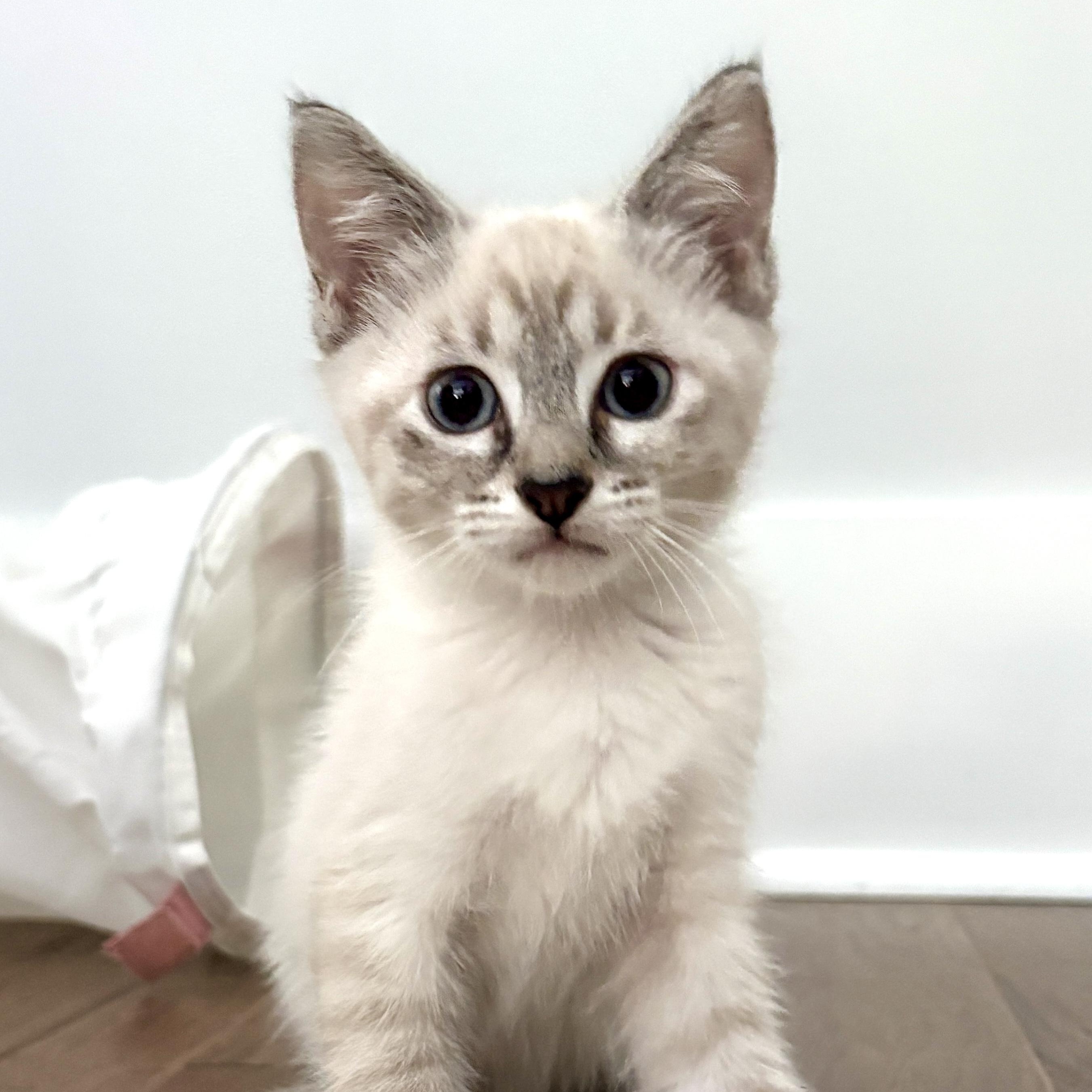 Prince Phillip, an adopted Siamese in Beaufort, SC image 3/6