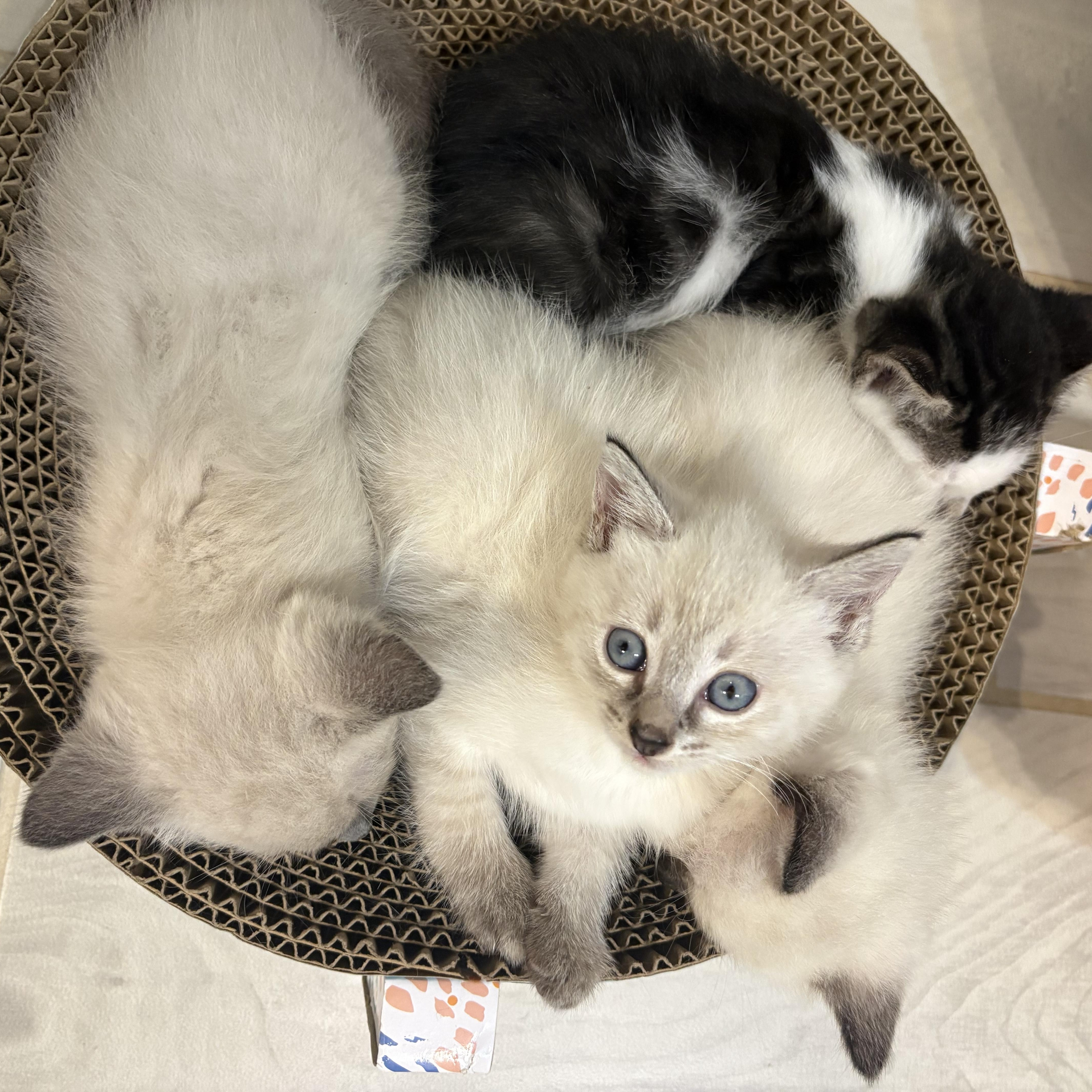 Prince Phillip, an adopted Siamese in Beaufort, SC image 4/6