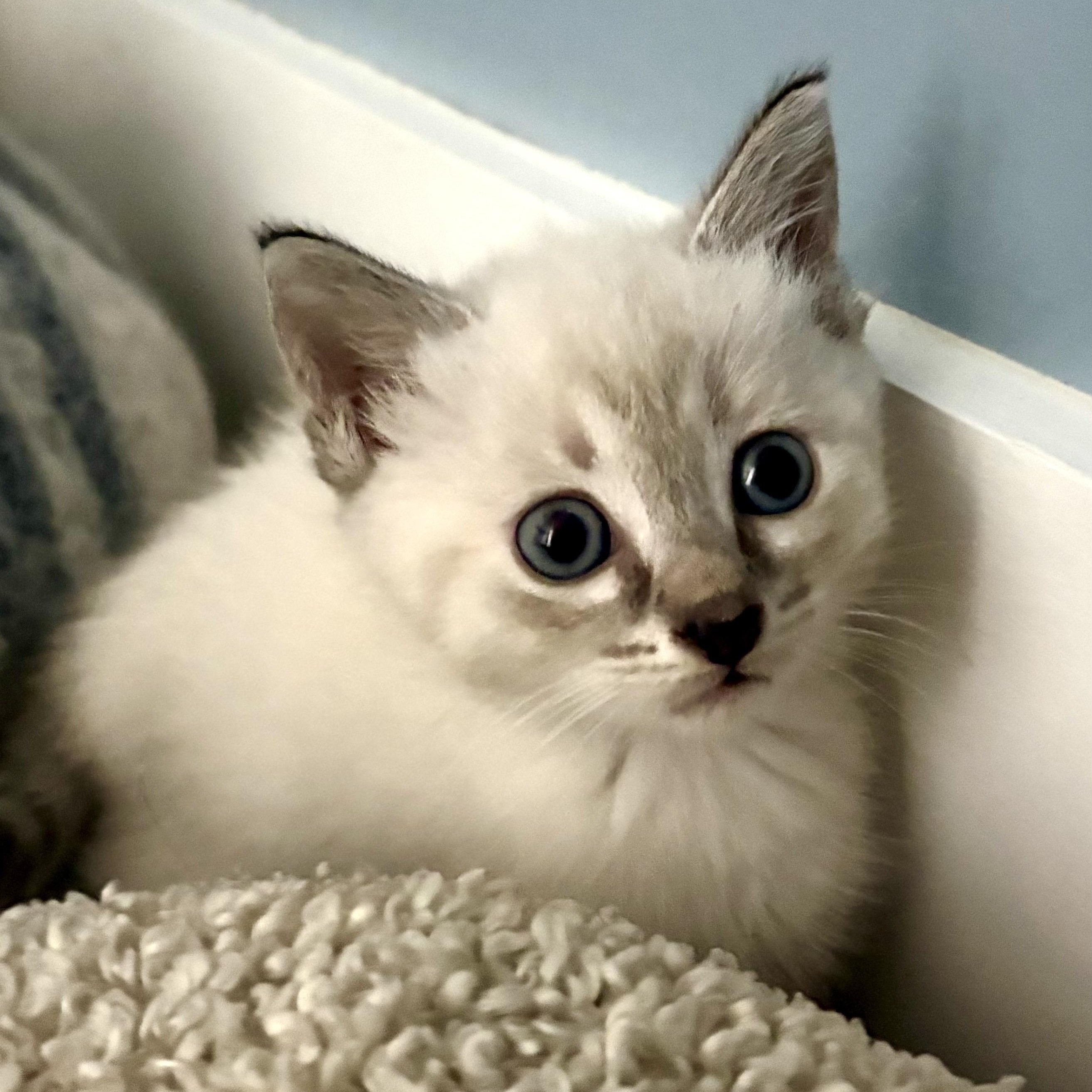 Prince Phillip, an adopted Siamese in Beaufort, SC image 5/6