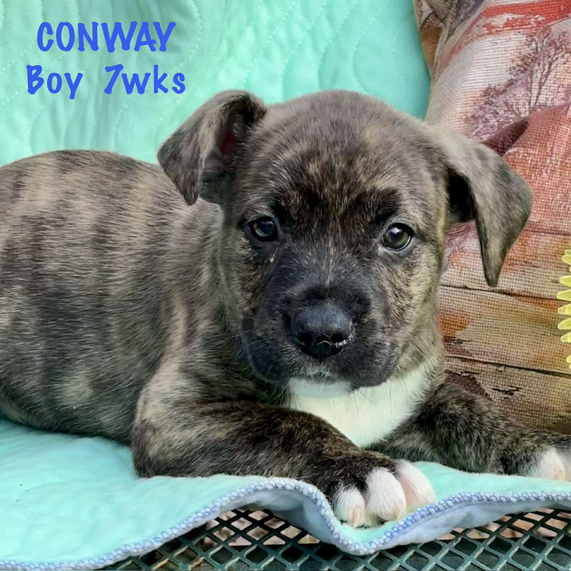 Conway, Adoptable, Puppy Male Labrador Retriever & American Bully.