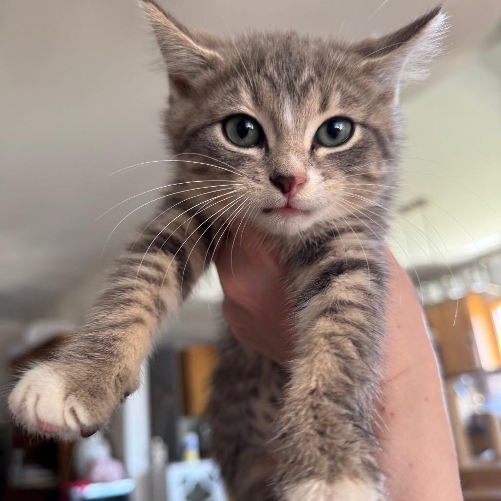 Princess Lay-a (Lyric)