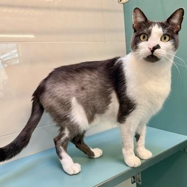 Caillou, a ADOPTABLE Domestic Short Hair in Santa Cruz, CA image 2/4