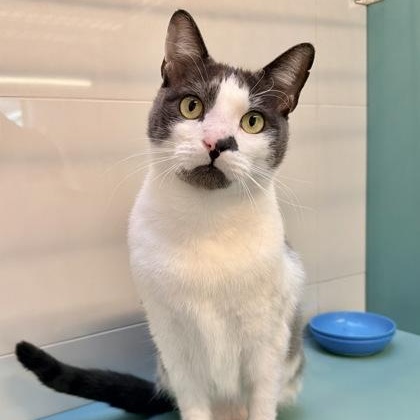 Caillou, a ADOPTABLE Domestic Short Hair in Santa Cruz, CA image 3/4