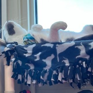 Enlarge Caillou (in foster), a ADOPTABLE Domestic Short Hair in Santa Cruz, CA image 6/6