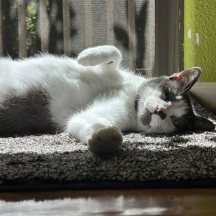 Enlarge Caillou (in foster), a ADOPTABLE Domestic Short Hair in Santa Cruz, CA image 4/6