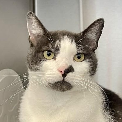 Caillou, ADOPTABLE, Adult Male Domestic Short Hair.