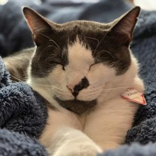 Enlarge Caillou (in foster), a ADOPTABLE Domestic Short Hair in Santa Cruz, CA image 5/6