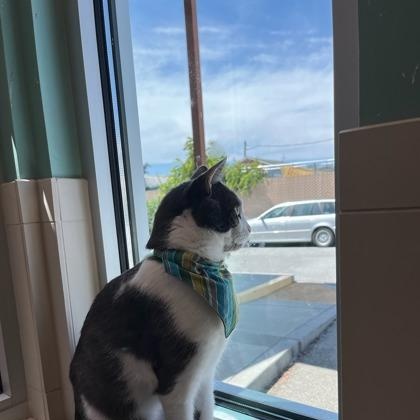 Enlarge Caillou (in foster), a ADOPTABLE Domestic Short Hair in Santa Cruz, CA image 3/6