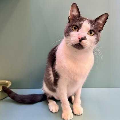 Caillou, a ADOPTABLE Domestic Short Hair in Santa Cruz, CA image 4/4