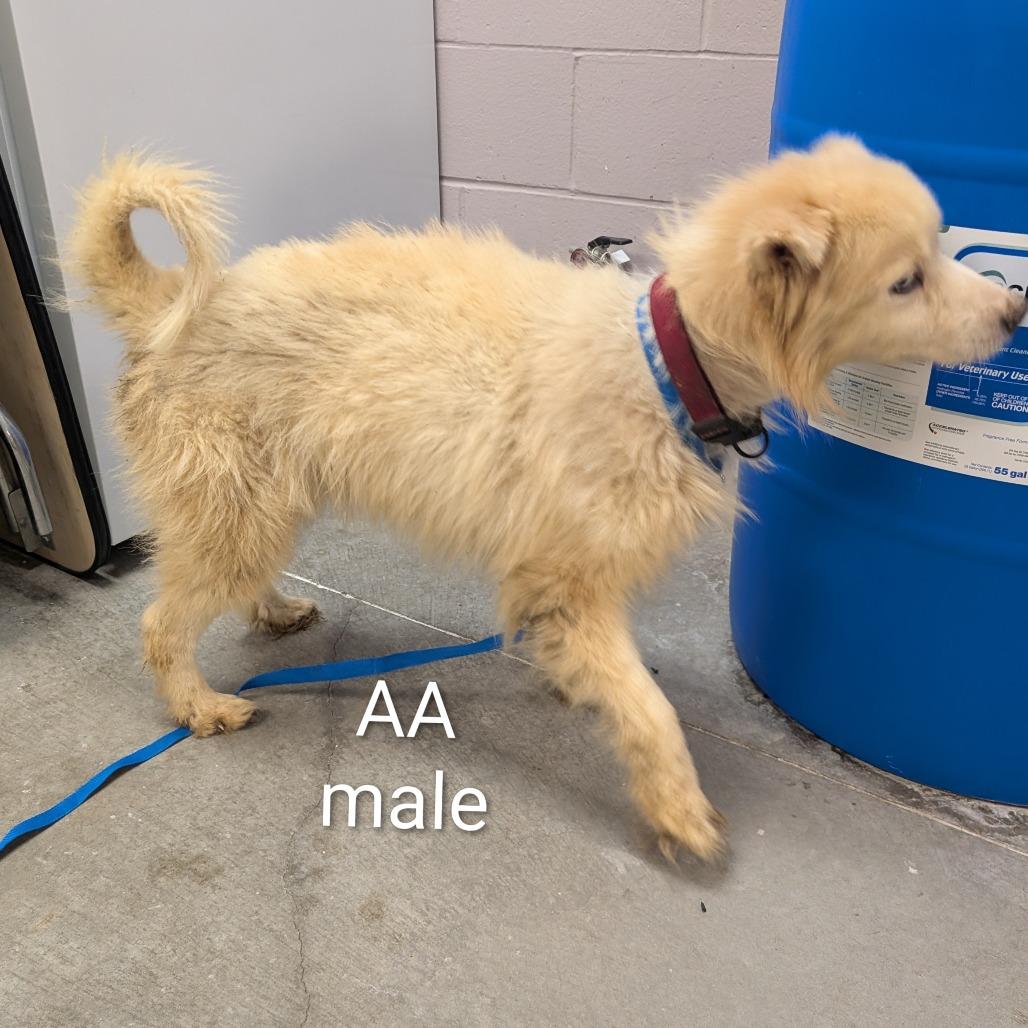 Aalan, Adoptable, Adult Male Husky & Mixed Breed.