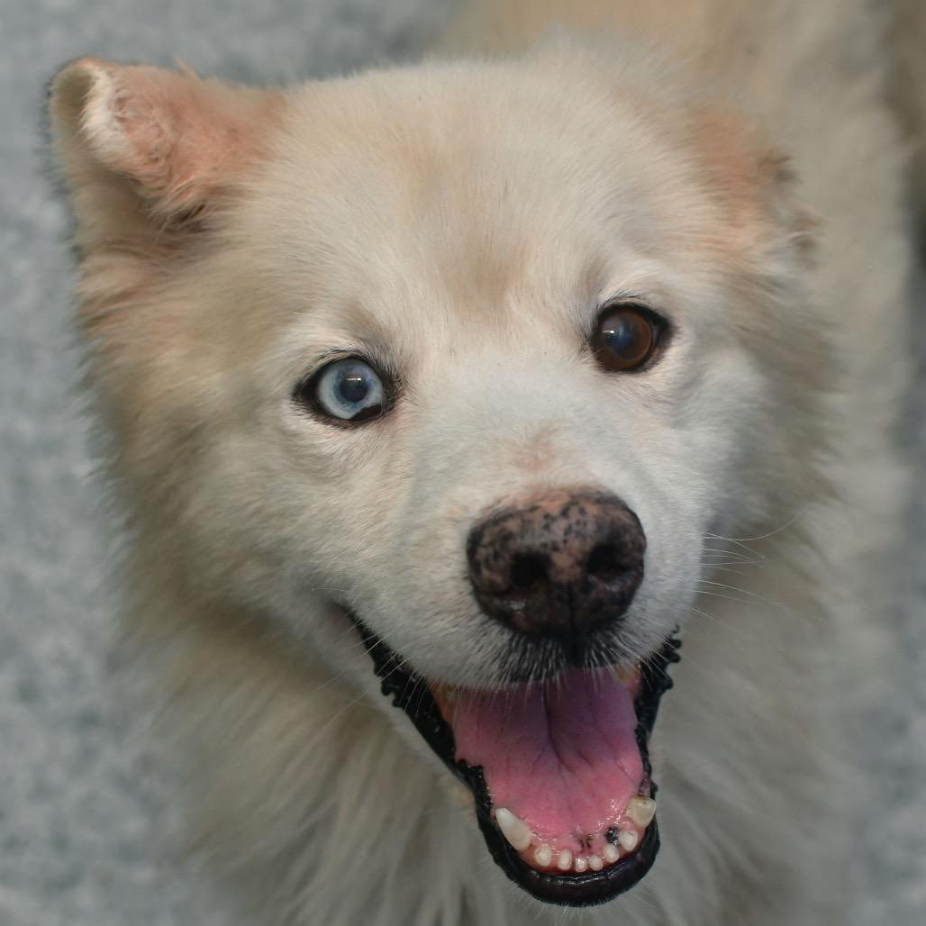 Enlarge Aalan, a Adoptable mixed breed in Ottawa, KS image 2/2