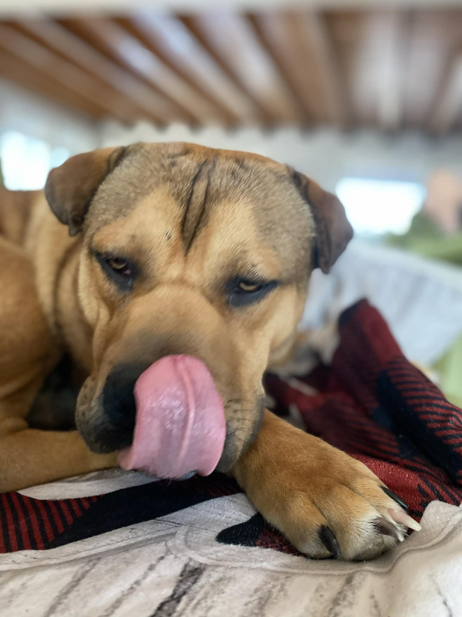 Enlarge Buster, a ADOPTABLE mixed breed in Windsor, MO image 4/6