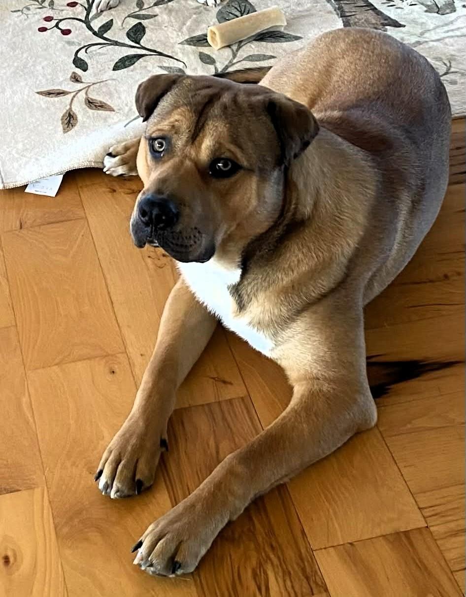 Buster, ADOPTABLE, Adult Male Shar-Pei & Chow Chow.