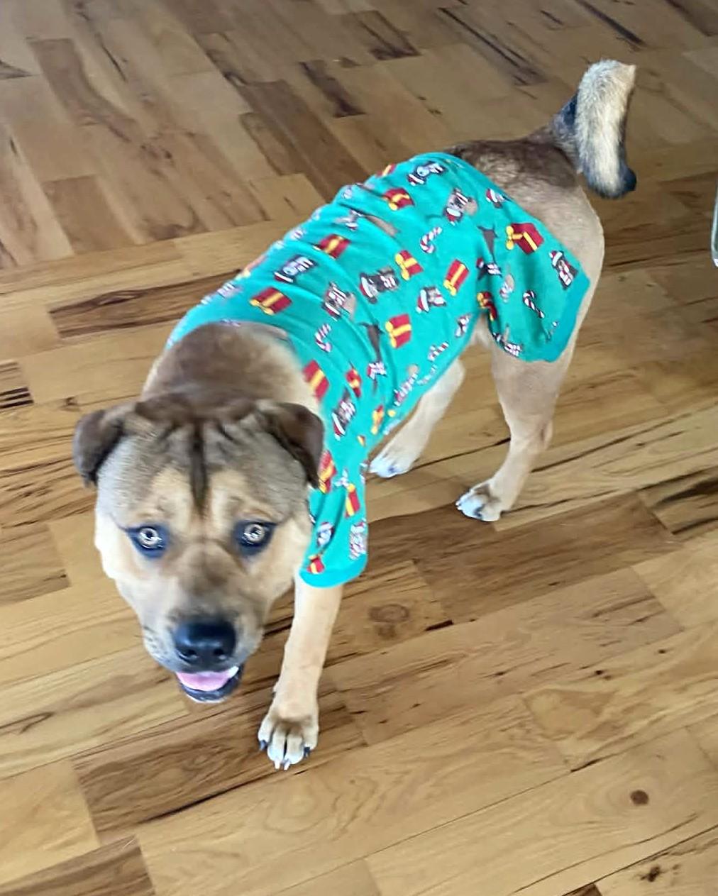 Enlarge Buster, a ADOPTABLE mixed breed in Windsor, MO image 6/6