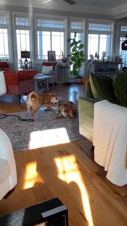 Enlarge Buster, a ADOPTABLE mixed breed in Windsor, MO video 2/6