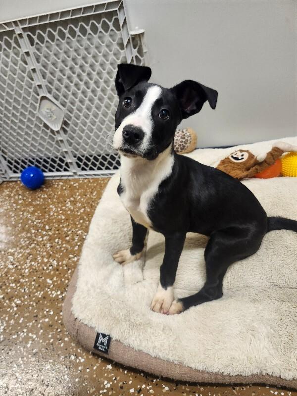 Bagel, Adoptable, Young Female Pit Bull Terrier & Mixed Breed.