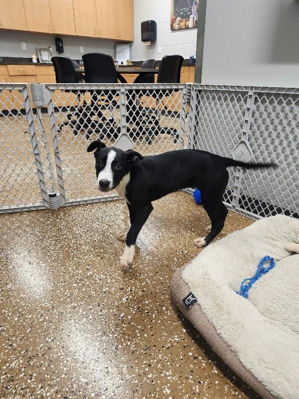 Bagel, a Adoptable mixed breed in Jackson, TN image 2/5