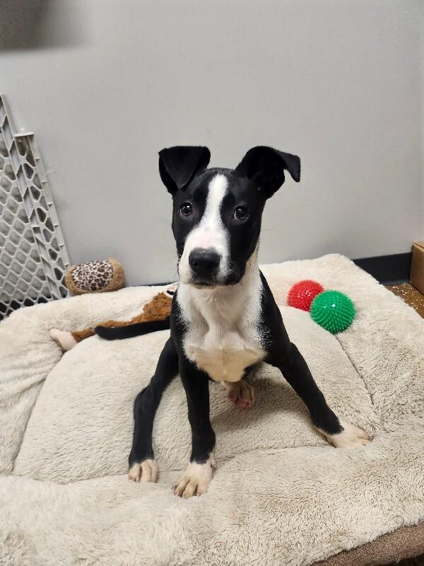 Bagel, a Adoptable mixed breed in Jackson, TN image 3/5