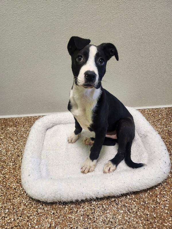 Bagel, a Adoptable mixed breed in Jackson, TN image 5/5