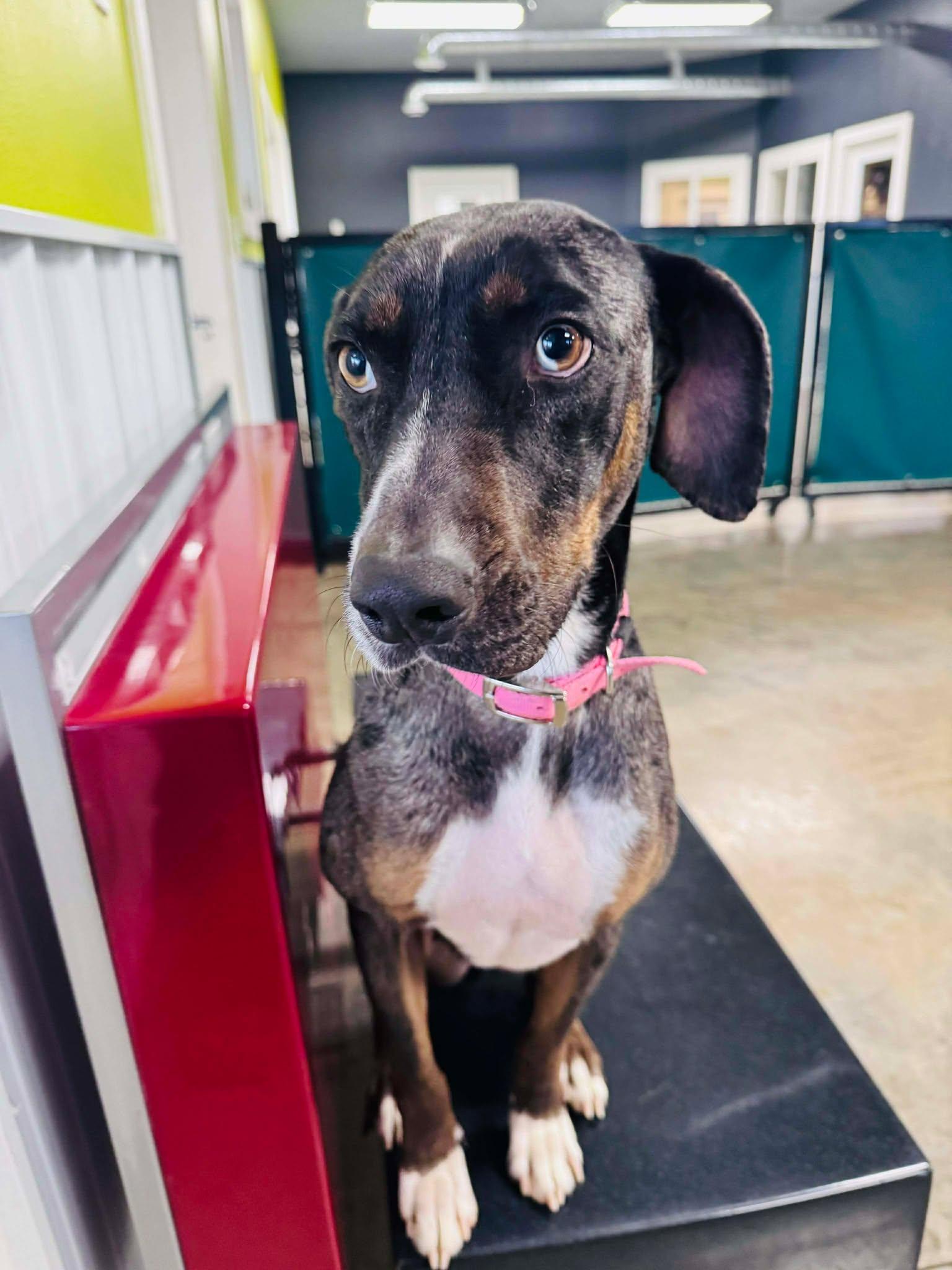 Allie, a Adoptable mixed breed in Coralville, IA image 1/3