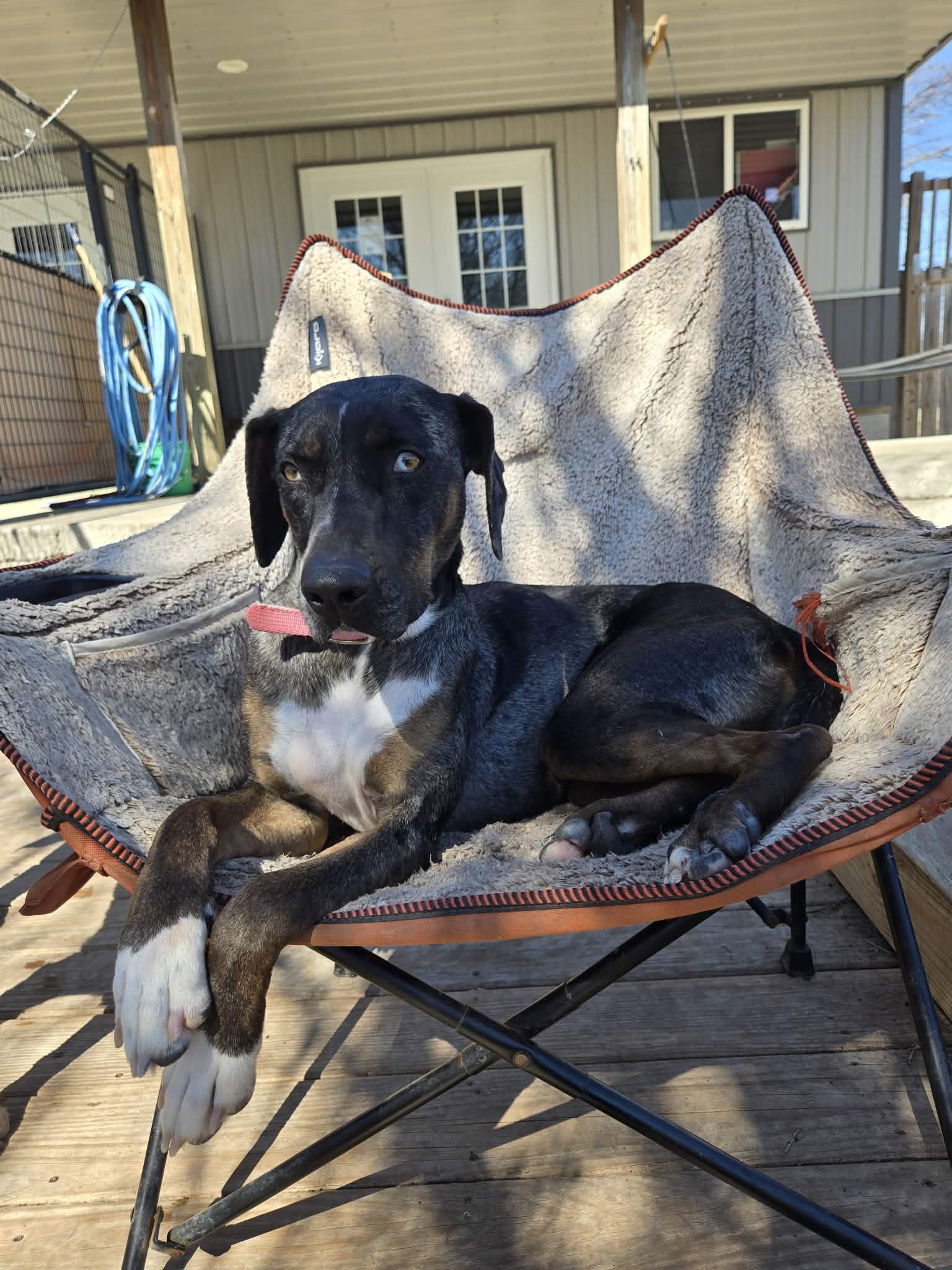 Enlarge Allie, a Adoptable mixed breed in Coralville, IA image 1/3