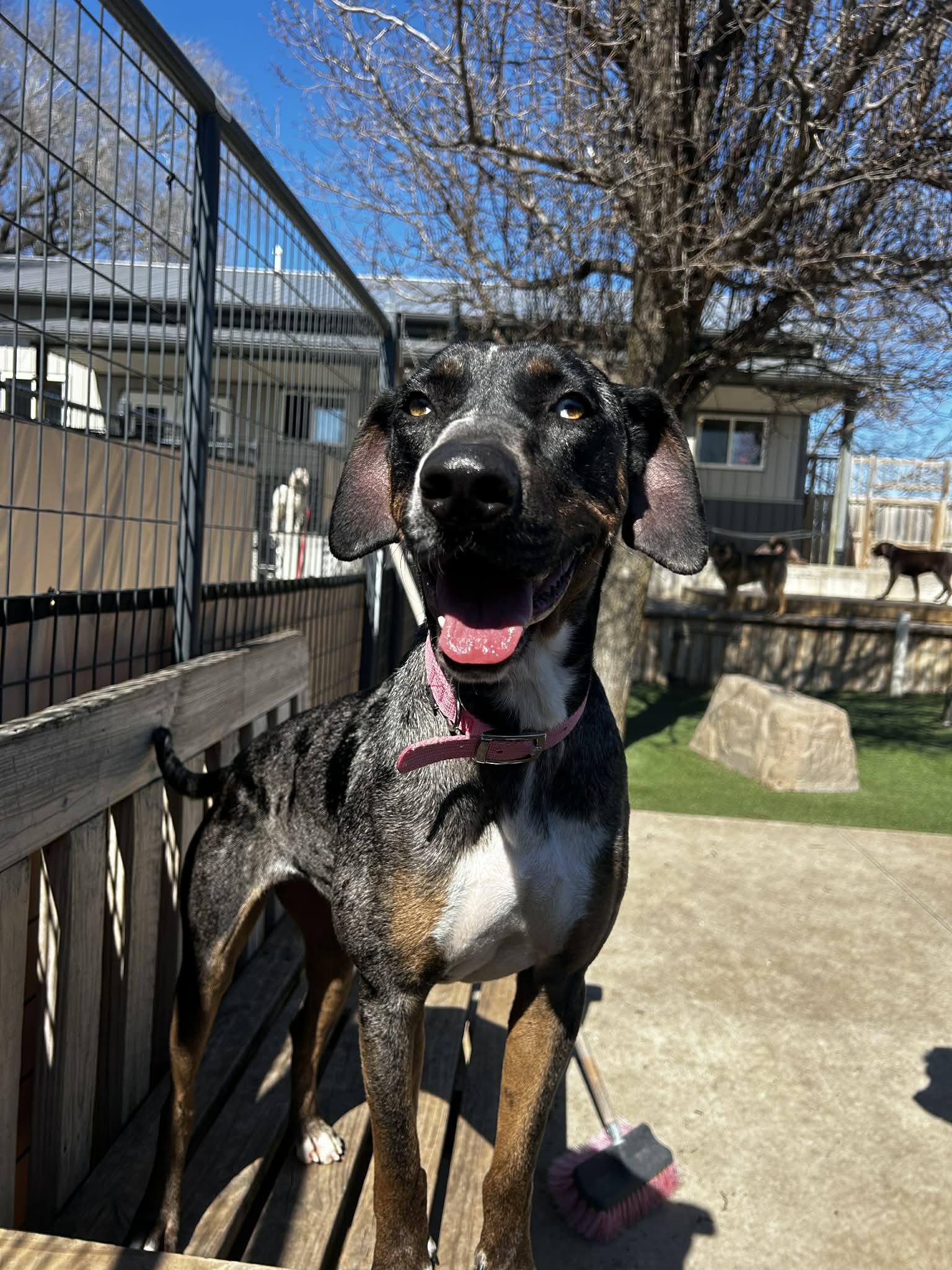 Enlarge Allie, a Adoptable mixed breed in Coralville, IA image 2/3